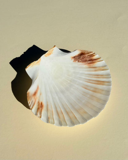 CONCHA DE AFRODITA - Quemador de Sahumerios y Velas