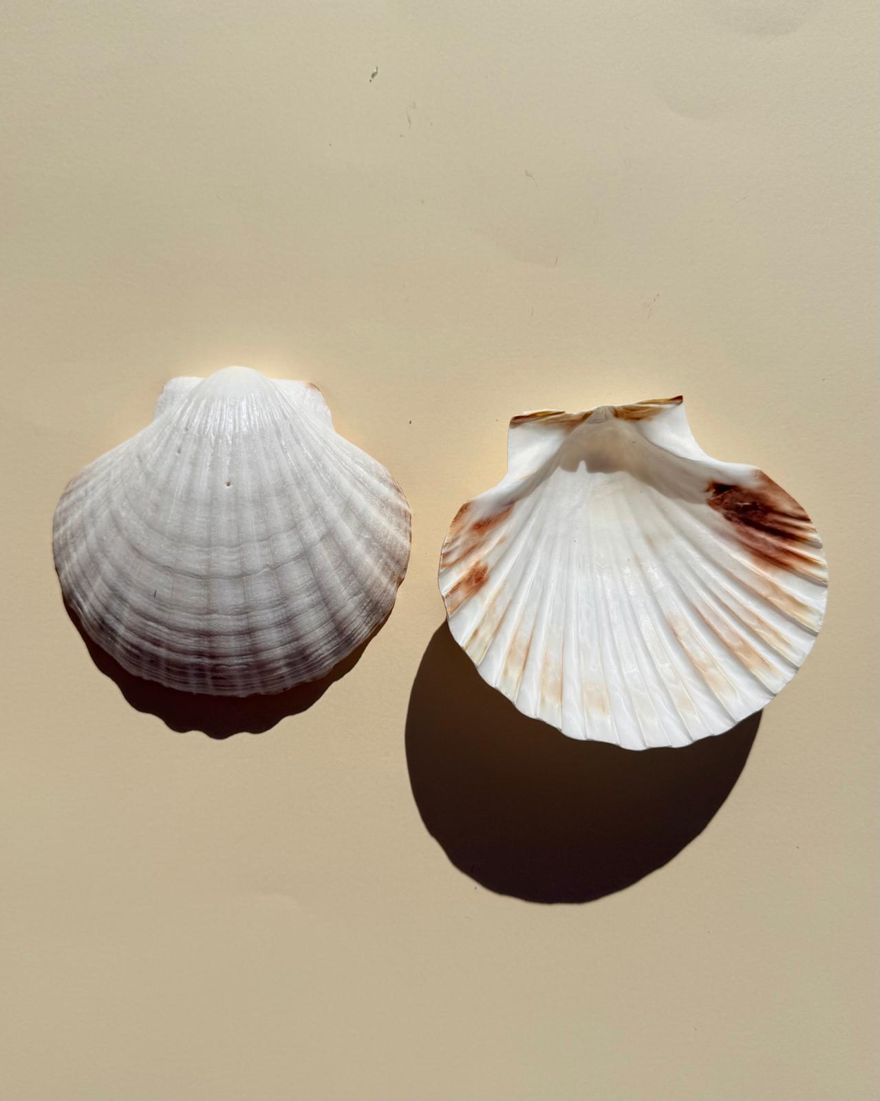 CONCHA DE AFRODITA - Quemador de Sahumerios y Velas