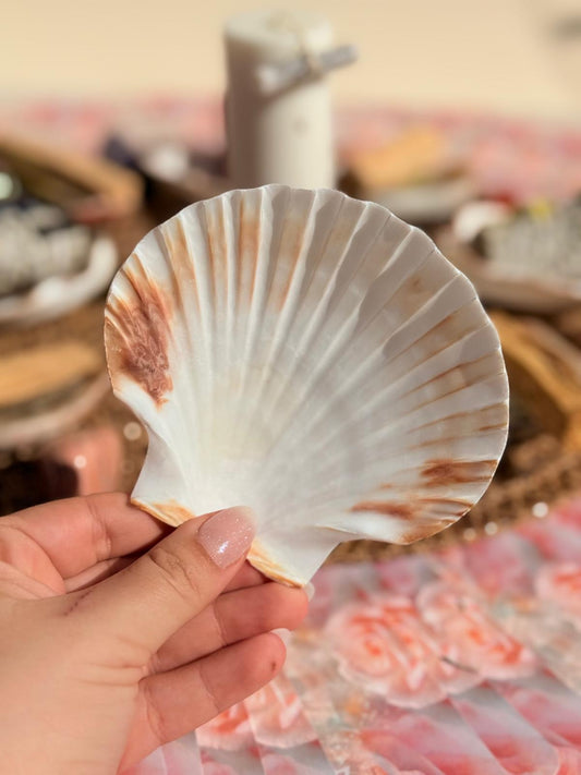 CONCHA DE AFRODITA - Quemador de Sahumerios y Velas