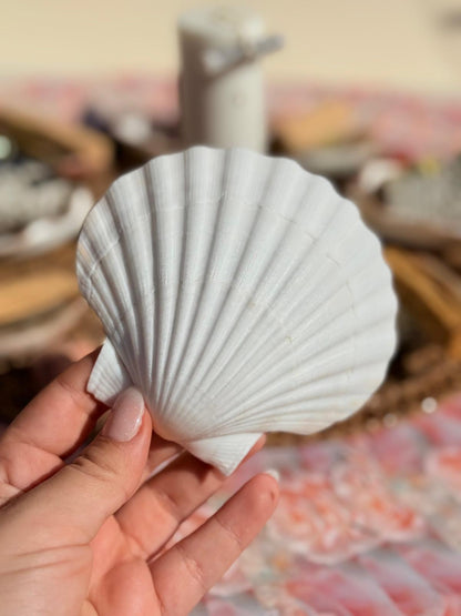 CONCHA DE AFRODITA - Quemador de Sahumerios y Velas