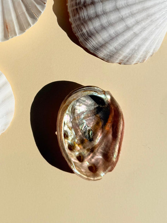 CONCHA DE ABALÓN - Quemador de Sahumerios y Velas